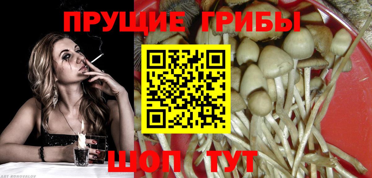 Псилоцибиновые грибы мицелий Кузнецк